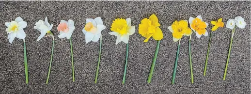  ?? THERESA FORTE SPECIAL TO TORSTAR ?? Daffodils from left to right: Ice Follies, Mount Hood, Pink Parasol, Jack Snipe, Angel’s Flute, Gigantic Star, Yellow split-corona, Orangerie, Jetfire, Bridal Crown.