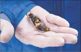  ?? ELAINE THOMPSON — THE ASSOCIATED PRESS ?? A Washington State Department of Agricultur­e worker holds two of the dozens of Asian giant hornets vacuumed from a tree Oct. 24in Blaine, Wash.