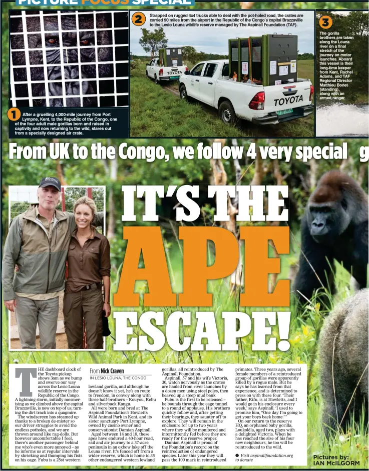  ??  ?? 1 After a gruelling 4,000-mile journey from Port Lympne, Kent, to the Republic of the Congo, one of the four adult male gorillas born and raised in captivity and now returning to the wild, stares out from a specially designed air crate. 2 Strapped on...