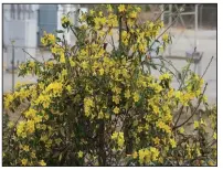  ??  ?? Carolina jasmine is an evergreen vine with bright spring flowers; it should and can be controlled.