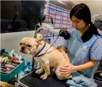  ?? AFP ?? A French bulldog named Bao getting a blow dry after a bath during a spa treatment session at a pet groomers in Hong Kong.—
