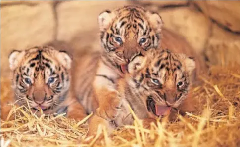  ?? // FOTOS: SERGIO RODRÍGUEZ ?? Imagen de los tres cachorros de tigre de Bengala nacidos hace menos de un mes en esta reserva