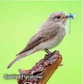  ?? ?? Spotted Flycatcher