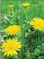  ?? MEDIANEWS GROUP FILE PHOTO ?? Dandelions are a favorite meal for groundhogs, but people can also enjoy this leafy, green vegetable.