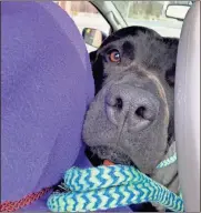  ?? Contribute­d ?? Barkley checks out the back seat before his trip to the Atlanta Humane Society where North Georgia Animal Alliance is taking him to find a new home.