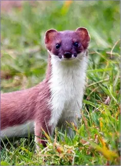  ??  ?? Stoats are known to be highly territoria­l, so it would be unusual for them to gather in a group and tolerate each other’s presence.