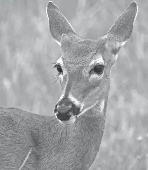  ?? MARK DANAHER/U.S. FISH AND WILDLIFE SERVICE ?? Experts predict a more prolific gun-hunt week than last year when Ohio hunters checked 71,932 whitetails.