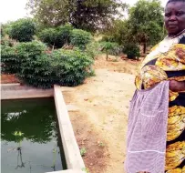  ??  ?? Waste water from fish ponds at Mrs Mavedzenge’s farm is used to irrigate fruit trees, and in turn they feed the fish with poultry waste