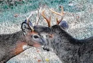  ?? Keith Srakocic / Associated Press ?? Bucks often fight during mating season, and they can turn that aggression on people and pets.