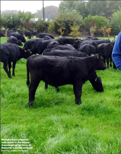  ??  ?? Michael Ryan pictured with some of the Angus weanlings on his farm at Ballymore, Co Westmeath