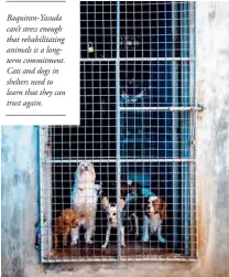  ??  ?? Baquiran-Yasuda can’t stress enough that rehabilita­ting animals is a longterm commitment. Cats and dogs in shelters need to learn that they can trust again.