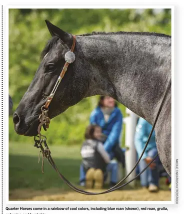  ??  ?? Quarter Horses come in a rainbow of cool colors, including blue roan (shown), red roan, grulla, palomino and buckskin.