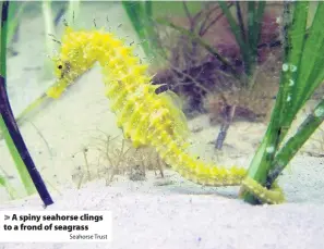  ?? Seahorse Trust ?? > A spiny seahorse clings to a frond of seagrass