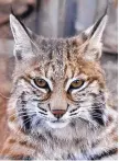  ??  ?? Bob the bobcat adopted Wildlife West Nature Park. by