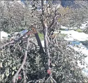  ?? HT PHOTO ?? n Apple crops damaged due to snow in Lahaul and Spiti district of Himachal.