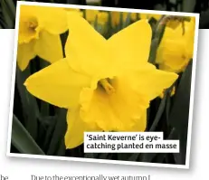  ??  ?? ‘Saint Keverne’ is eyecatchin­g planted en masse