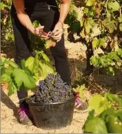  ?? (Photo doc P. Pa) ?? La pénibilité du maraîchage ou du travail dans les vignes n’attire pas la main-d’oeuvre locale.