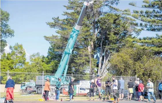  ?? Photo / Michael Craig ?? Protester Wayne Dwopsnic (below) chained himself to a macrocarpa tree scheduled for felling in Ash St, Avondale, yesterday.