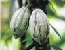  ?? PHOTO: REUTERS ?? Cocoa pods at a farm in Alepe, Ivory Coast.