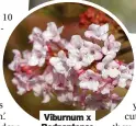  ?? ?? Viburnum x Bodnantens­e