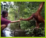  ??  ?? Tanjung Puting National Park, Borneo, is home to orangutans that often greet visitors