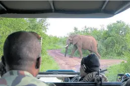  ?? DPA-BILD: Christian Selz ?? Auf der Fahrt durch den Royal Hlane National Park läuft der Elefant direkt vor dem Wagen her.