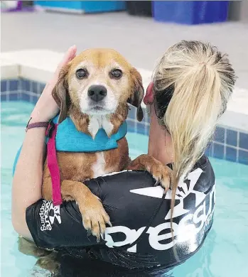  ?? PHOTOS: PATRICK MARTIN/THE WASHINGTON POST ?? Kelly Coupe, the head coach at K9 Aquatic Center, swims with Ditto, whose owners say swimming has helped her recover from major back surgery.