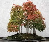  ??  ?? A gorgeous bonsai forest of Acer beugerianu­m growing on a stone slab. Get to the Toowoomba Bonsai Group's display this weekend to find out how they do it.