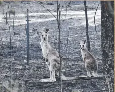  ?? Picture: MICK TSIKAS, AAP ?? Kangaroos in the burnt-out landscape.