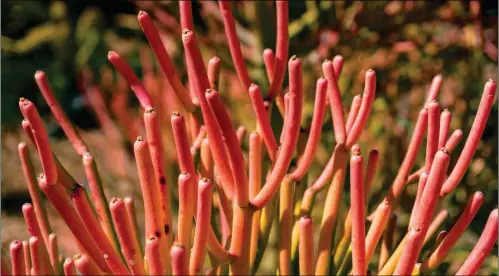  ?? PHOTOS FROM PLANTCARET­ODAY.COM ?? FIRESTICKS, EUPHORBIA TIRUCALLI, is a common succulent that is easy to grow. The tips of its green branches are tinged with orange-red color, hence its common name firesticks.