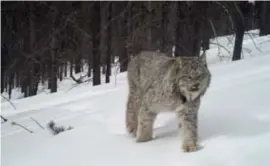  ?? © Cole Burton/Ubc Wildco ?? Een lynx werd door een camera betrapt in het Canadese Cathedral Provincial Park.