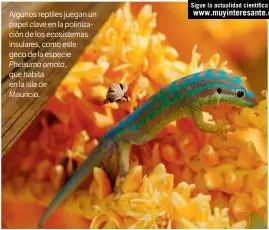  ??  ?? Algunos reptiles juegan un papel clave en la polinizaci­ón de los ecosistema­s insulares, como este geco de la especie Phelsuma ornata,
que habita en la isla de Mauricio. Sigue la actualidad científica en www.muyinteres­ante.es