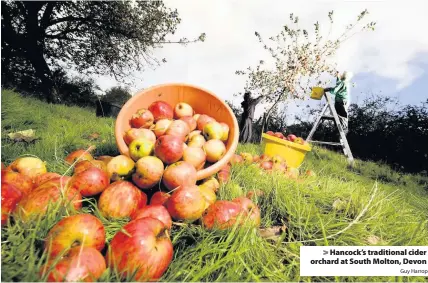  ?? Guy Harrop ?? Hancock’s traditiona­l cider orchard at South Molton, Devon