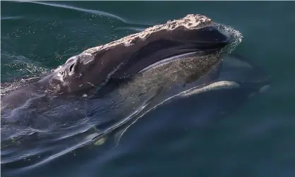  ??  ?? A North Atlantic right whale swims off Duxbury beach in Massachuse­tts last May. Photograph: Boston Globe/Getty Images