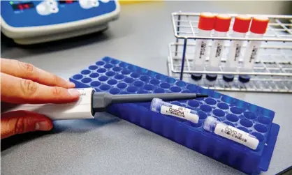  ?? Photograph: Robin Utrecht/SOPA Images/Rex/Shuttersto­ck ?? A laboratory worker tests samples for coronaviru­s.