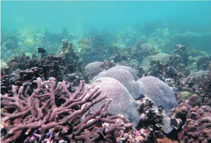  ?? Courtesy Dr Emily Howells ?? Coral off Abu Dhabi. Dr Haifa Ben Romdhane has found a large coral reef in pristine condition off Dalma Island.