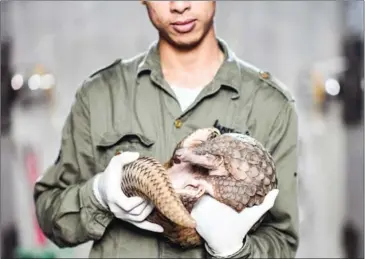  ?? AFP ?? Tran Van Truong has made it his mission to save pangolins, which are hunted for their scales.