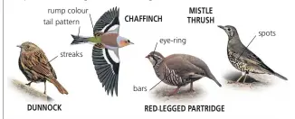  ??  ?? streaks
DUNNOCK MISTLE THRUSH rump colour tail pattern CHAFFINCH eye-ring bars
RED-LEGGED PARTRIDGE spots