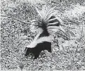  ?? [ PHOTO PROVIDED BY U.S. FISH AND WILDLIFE SERVICE] ?? Skunks are just one of the wildlife species that might be encountere­d near the Chihuahuan Desert.