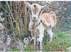  ?? FOTO: DASTKUTAH ?? Lämmchen Lilly wird nun in der Arche Meerbusch mit dem Fläschchen großgezoge­n. Das Muttertier ist jüngst an Altersschw­äche eingegange­n.