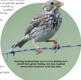  ?? ?? Declining farmland birds such as Corn Bunting don’t benefit from garden feeding, but more targeted conservati­on measures could help them.