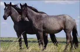  ?? Contribute­d ?? Wild horses are an important part of Canadian heritage, First Nation culture and the ecosystem, says expert.