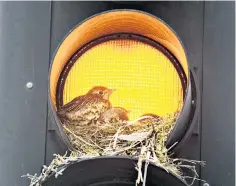  ?? ?? Stopping here: a thrush raising its family in an amber traffic light in central Leeds