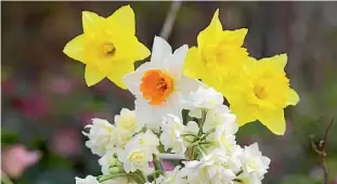  ?? PHOTO: SUPPLIED ?? Daffodils can be combined with ‘Erlicheer’ narcissus.