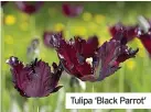  ?? ?? Tulipa ‘Black Parrot’