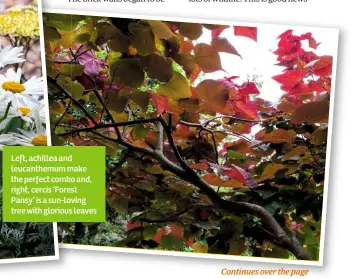  ??  ?? Left, achillea and leucanthem­um make the perfect combo and, right, cercis ‘Forest Pansy’ is a sun-loving tree with glorious leaves