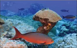  ?? LM OTERO — THE ASSOCIATED PRESS ?? Fish swim around coral at the Flower Garden Banks National Marine Sanctuary in the Gulf of Mexico off the Texas coast on Sept. 16.