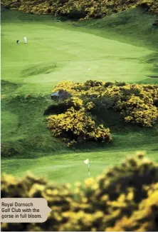  ??  ?? Royal Dornoch Golf Club with the gorse in full bloom.