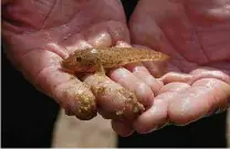  ??  ?? No alto, fragmento de imagem religiosa em área atingida; acima, ovo de tartaruga e peixe encontrado­s no rio Doce