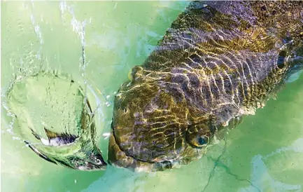  ?? DIPTA WAHYU/JAWA POS ?? MAEM DULU: Seekor ikan Arapaima koleksi akuarium KBS Surabaya kemarin (1/7). Ikan ini diberi makan ikan mujair.